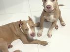 American Bully XXL Puppies