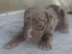 American Bully Puppies