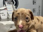 American Bully XXL