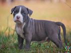 American Bully XXL Puppies