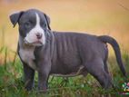 American Bully XXL Puppy