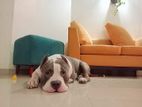 American Bully Xxl for Crossing