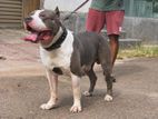 American Bully XXL Crossing