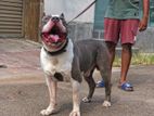 American Bully XXL for Stud