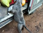 American Bully