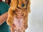 American cocker spaniel