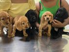 American Cocker Spaniel Puppies