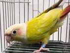 American Dilute Conure