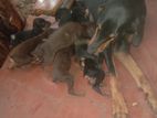 Doberman Pinscher Puppies