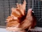 American Fantail Pigeon
