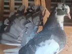 American Fantails