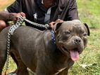 American Bully Dog