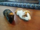American guinea pig with crested y
