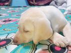 American Labrador