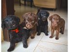 American Labrador puppy