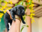 American Labrador Retriever Puppies