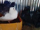 Fantail Pigeon