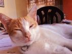 American Shorthair Cat
