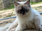 American Persian Cat