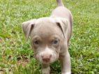 American Pit Bully