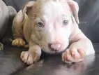 American Pitbull Puppies