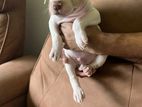 American Pitbull Puppies