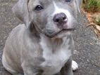 American Pit Bull