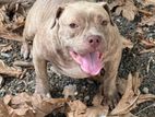American Pitbull Female Dog