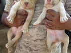 Pitbull Puppies