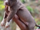 Pitbull Puppies