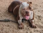 American Pitbull Puppies