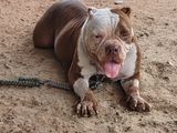 American Pitbull Puppies