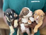 American Pitbull Puppies