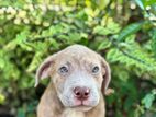 American Pitbull Puppies