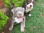 American Pitbull Puppies