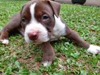 American Pitbull Puppies