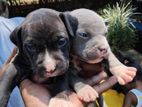 American Pitbull Puppies