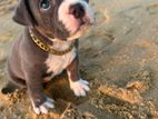 American Pitbull Puppy