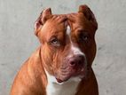 American Pitbull Terrier for Crossing