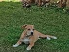 American Pitbull Terrier Puppies