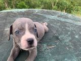 American Pitbull Terrier Puppies