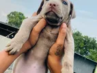 American Pitbull Terrier Puppy