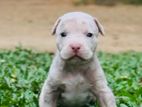 American Pitbull XL Puppies