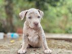 American Pitbull Xl Puppies