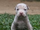 American Pitbull XL Puppies