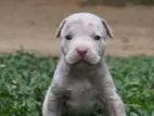 American Pitbull XL Puppies