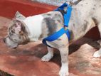 American Pocket Bully Female Puppy