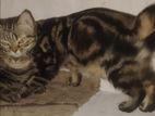 American Short Hair Cat