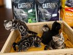 American Shorthair Kittens