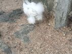 Silkie Chicken